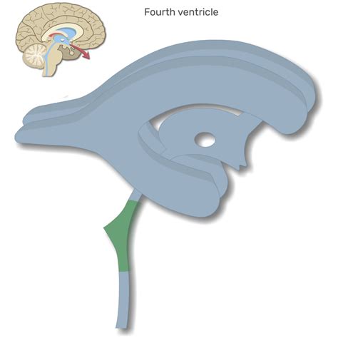 4th Ventricle Brain