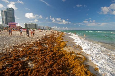 5,000-mile seaweed blob threatens Florida tourism industry