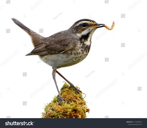 5,440 Bird eating a worm Images, Stock Photos