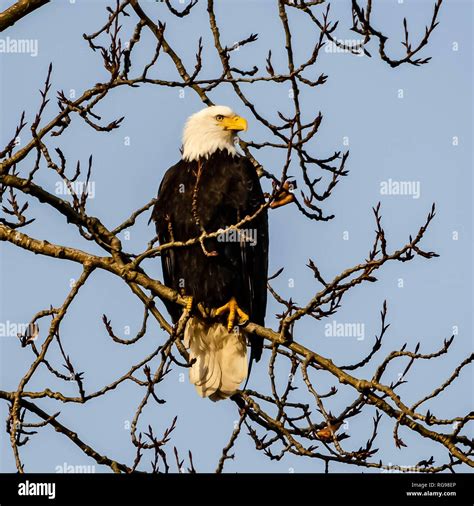 5,477 Bald Eagle Tree Stock Photos, Images & Pictures