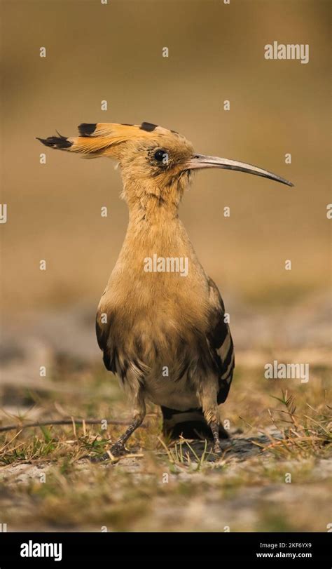 5,800+ Hoopoe Stock Photos, Pictures & Royalty …