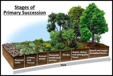 5 15 Ecological Succession Edexcel International A Level Succession Biology Worksheet - Succession Biology Worksheet