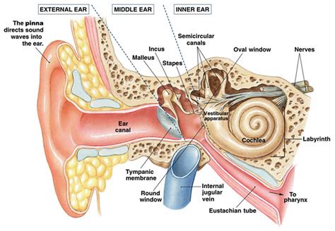 5 6 Vestibular System Medicine Libretexts Vestibular System Worksheet 5th Grade - Vestibular System Worksheet 5th Grade