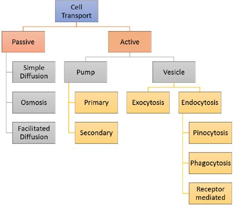 5 7 Cell Transport Biology Libretexts Types Of Cellular Transport Worksheet - Types Of Cellular Transport Worksheet
