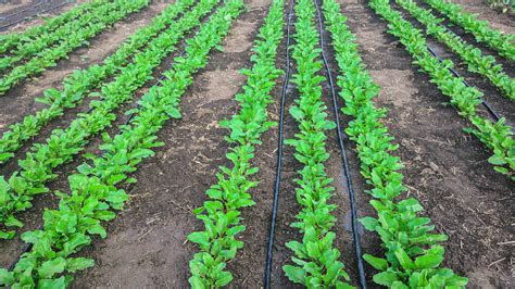 5 Affordable and Effective Drip Irrigation Kits for Every … - raincitystudios.com