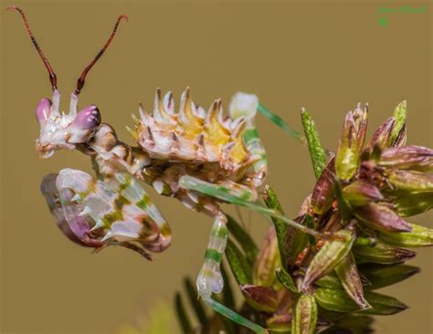 5 African Flower Mantis Premium High Res Photos