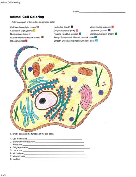 5 Animal Cell Coloring Answers and Plant Cell Learn the Animal Cell