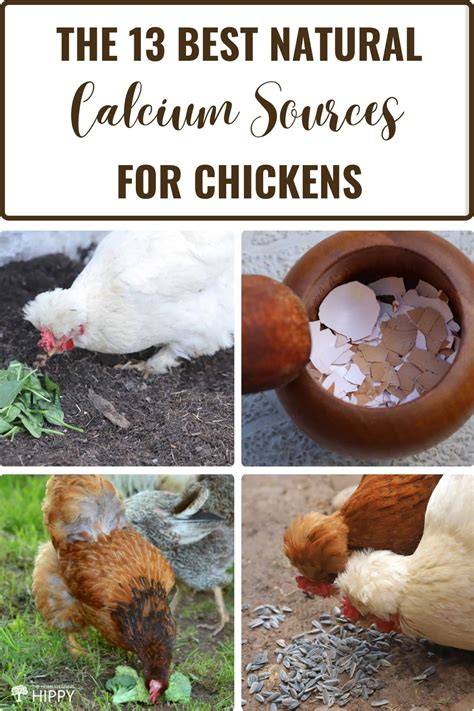 5 Best Calcium Sources for Chickens - LearnPoultry - raincitystudios.com