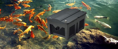 5 Best Koi Pond Filters - Keep Your Pond Clear and … - raincitystudios.com