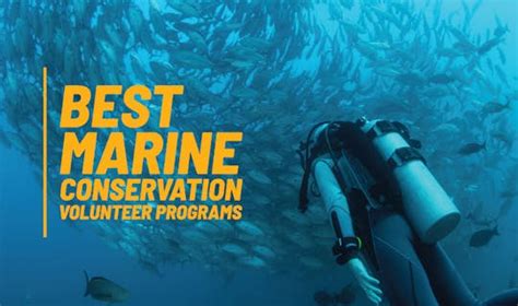 5 Best Marine Conservation Programs for Teens - raincitystudios.com