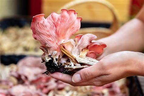 5 Best Mushroom Substrate Recipes for High Yields - raincitystudios.com