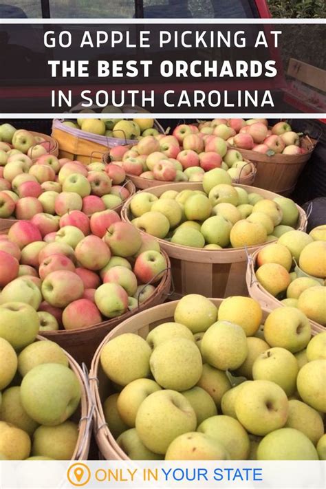 5 Best Orchards For Apple Picking In South Carolina - raincitystudios.com