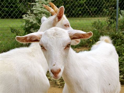 5 Best Dairy Goat Breeds For The Small Farm Dairy Goats Cute Goats …