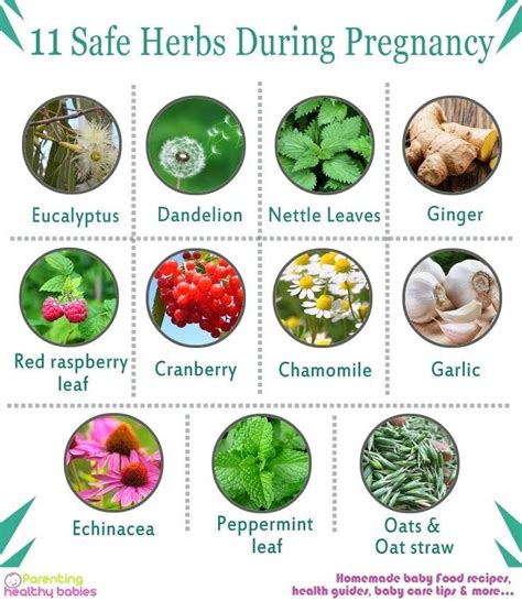 5 Best Herbal Teas to Drink During Pregnancy