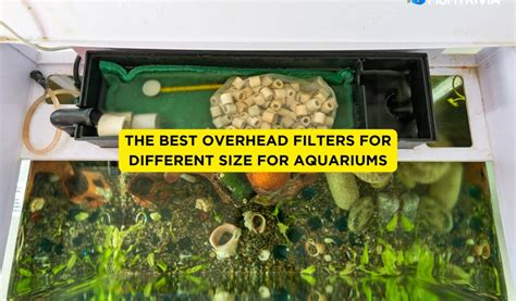 5 Best Overhead Filters for Different Size for Aquariums