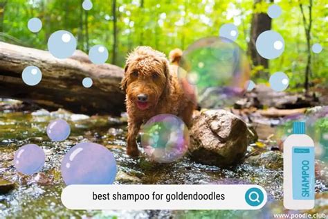 5 Best Shampoo for Goldendoodles 2024 + Conditioners - Poodle …