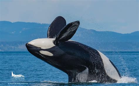 5 Best Vancouver Whale Watching Tours in 2024 from $165.00