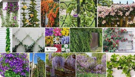 5 Climbing Plants & Flowering Vines That Thrive In Shade - raincitystudios.com