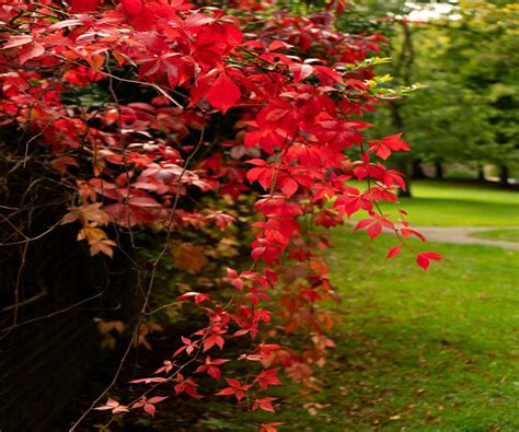 5 climbing plants that actually thrive on a little neglect – easy vines ... - raincitystudios.com