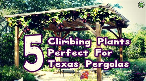 5 Climbing Plants That Are Perfect For Texas Pergolas - raincitystudios.com