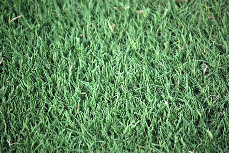 5 Common Grass Types in Tucson, AZ - Lawnstarter