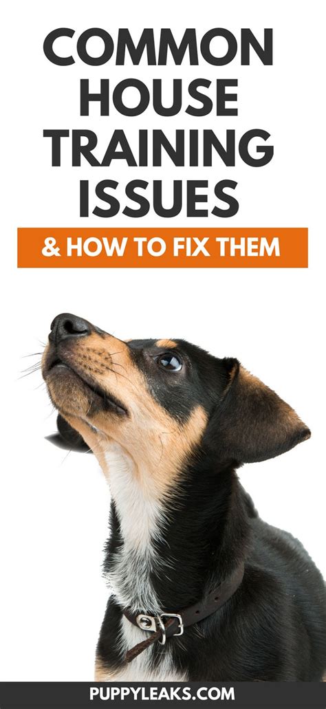 5 Common House Training Issues & How to Fix Them - Puppy …