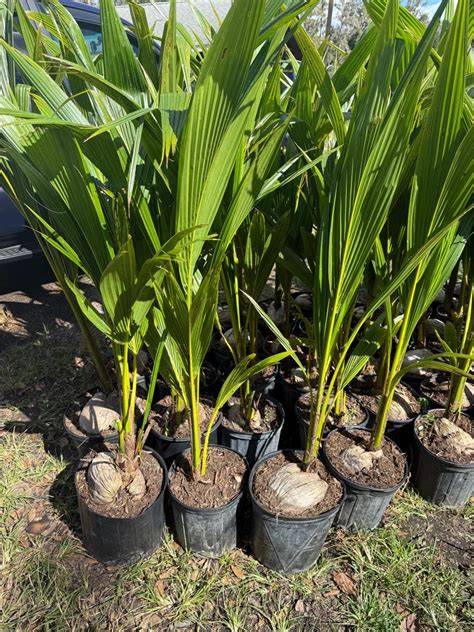5 Do's and Don'ts of Growing Dwarf Coconut - raincitystudios.com