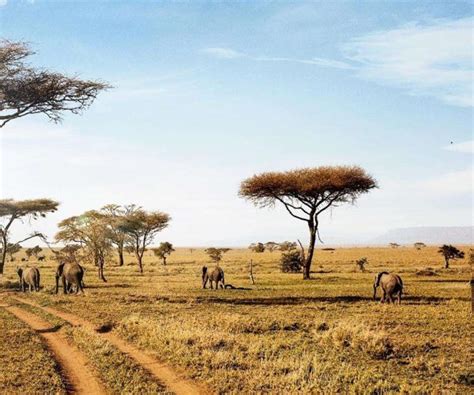 5 Days Serengeti Great Migration Safari - Gecko-Tanzania Safaris …