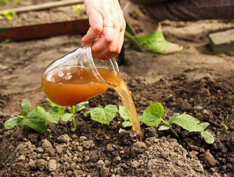 5 Easy Homemade Liquid Fertilizers for Organic Gardening - raincitystudios.com