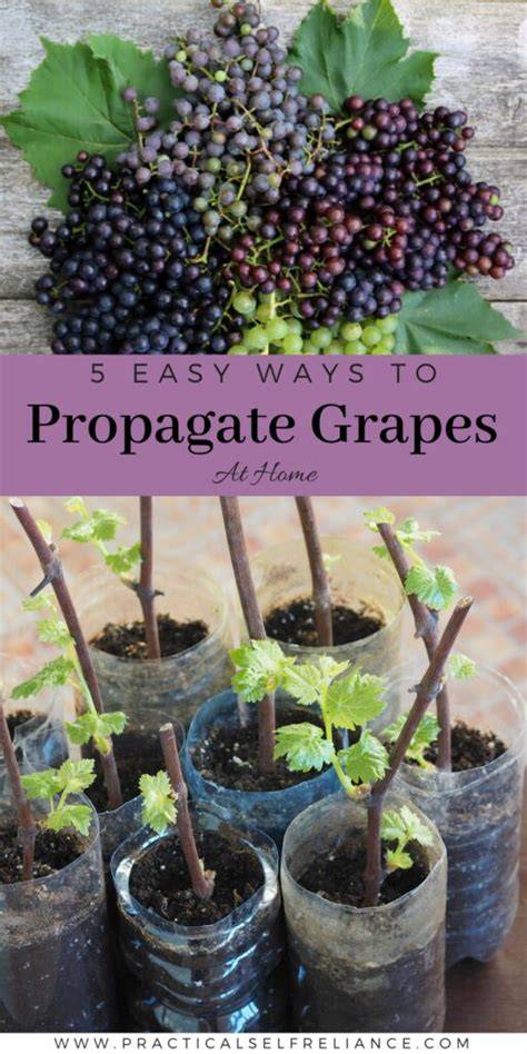 5 Easy Ways to Propagate Grapes at Home - Practical Self Reliance - raincitystudios.com