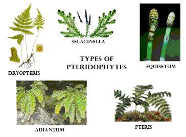 5 Examples Of Pteridophytes Plants - muktibox.com