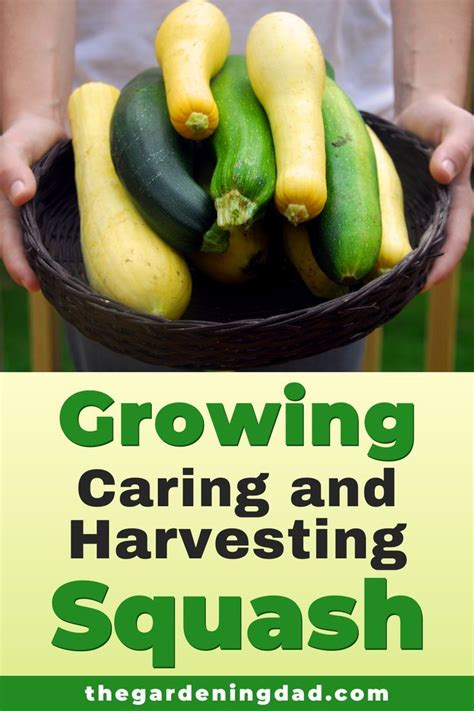 5 Easy Tips How to Growing Squash from Seed - The Gardening Dad