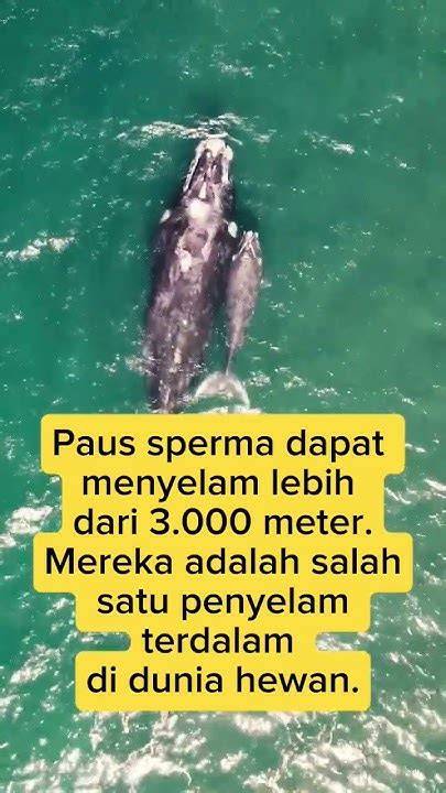 5 Fakta Menarik Paus Sperma - raincitystudios.com