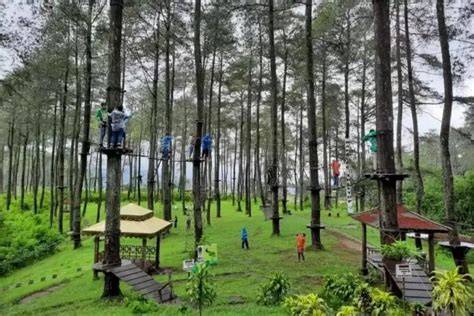 5 Fasilitas di Gunung Pancar, dari Hutan Pinus hingga ... - detikTravel - raincitystudios.com