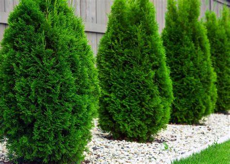 5 fast growing evergreen trees for shade - Home for the … - raincitystudios.com