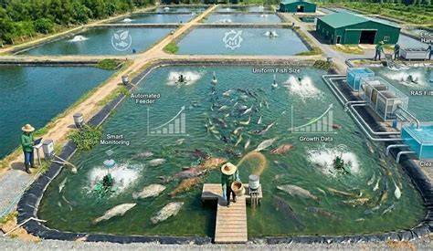 5 Fast-Growing Fish Species for Profitable Aquaculture - raincitystudios.com
