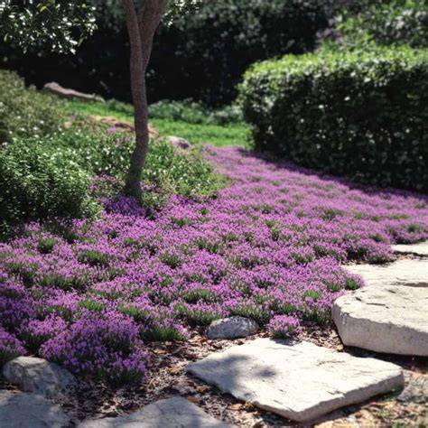 5 Fragrant Groundcover Plants - Gardening Know How - raincitystudios.com