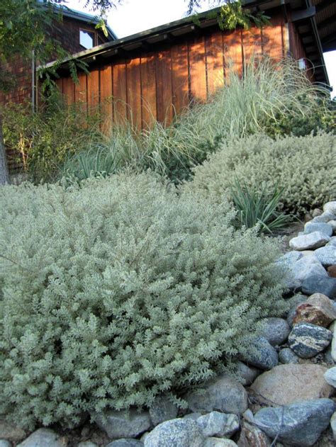 5 Favorites: Variegated Evergreen Shrubs - Gardenista