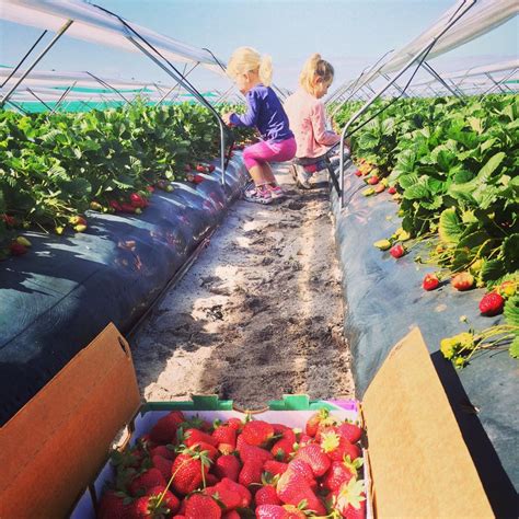 5 Fun Farms for Strawberry Picking in the Denver Area