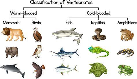 5 Groups of Vertebrates – Characteristics and Examples - raincitystudios.com