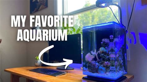 5 Gallon Pico Reef Setup! - YouTube