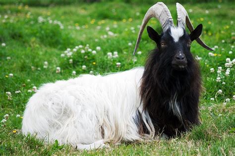 5 Goat Breeds You May Not Be Familiar With - Farm …