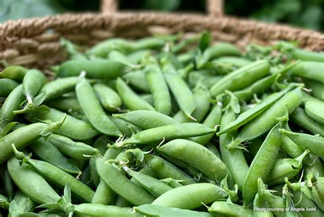 5 Great Reasons to Grow Peas Garden Gate