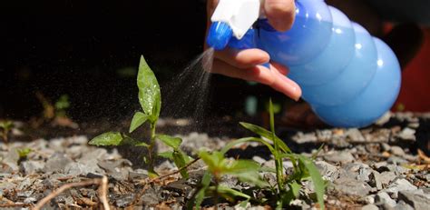 5 Homemade Weed Killers That Really Work - The …