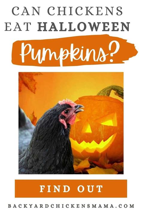 5 Important Safety Tips-Can Chickens Eat Halloween Pumpkins?