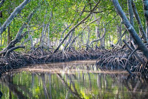 5 key drivers of the nature crisis - raincitystudios.com