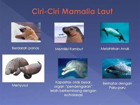 5 Mamalia laut terpintar - raincitystudios.com