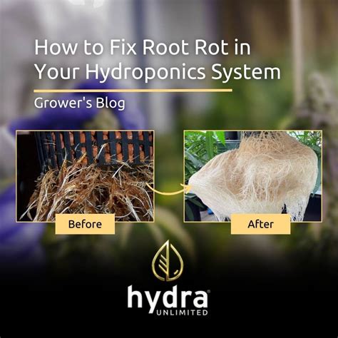 5 Methods to fix root rot in Hydroponics - raincitystudios.com