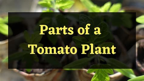 5 Main Parts of a Tomato Plant — PlantWorksNYC