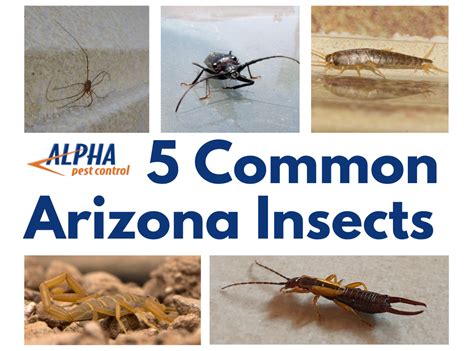 5 Most Common Pests in Arizona and How to Prevent Them